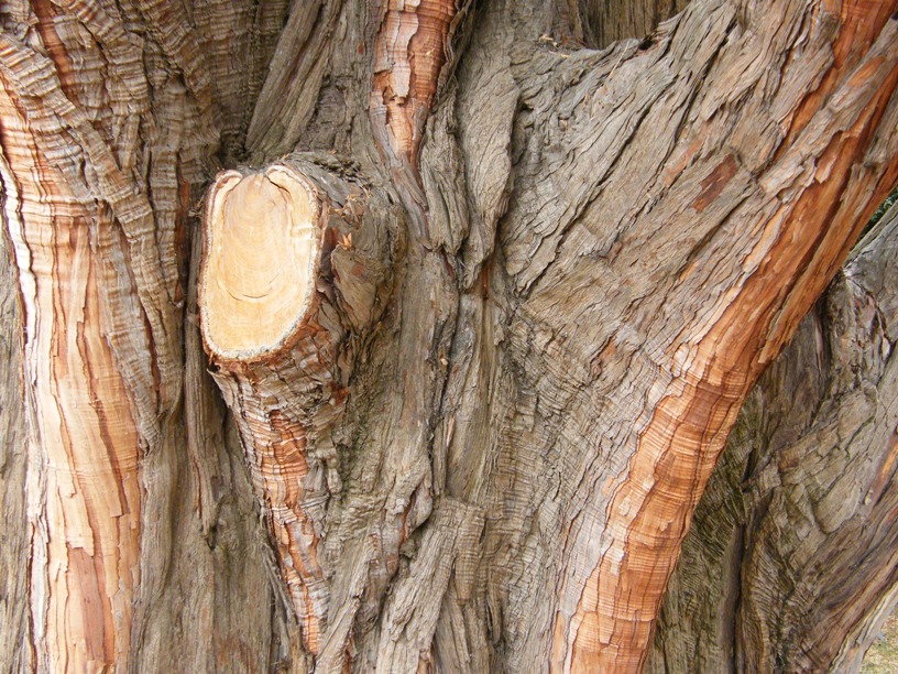Calocedrus decurrens